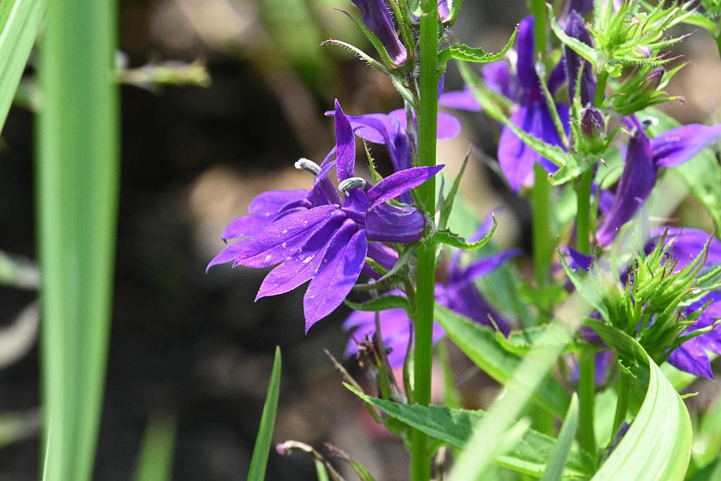 2025-08039846 Tower Hill Botanic Garden, MA.JPG - Great Blue Lobella. New England Botanic Garden at Tower Hill, MA, 8-3-2025